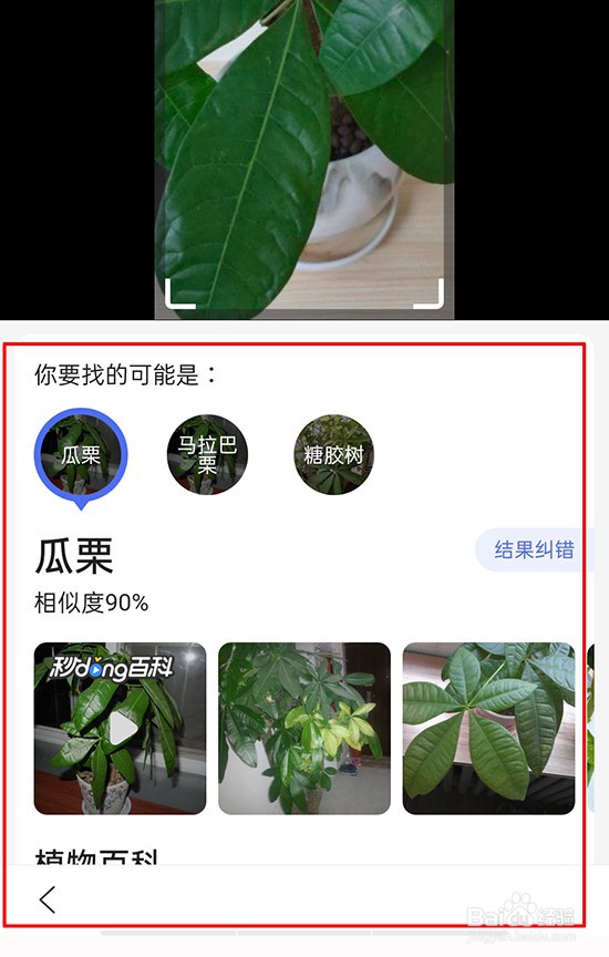 百度植物扫描识别图片