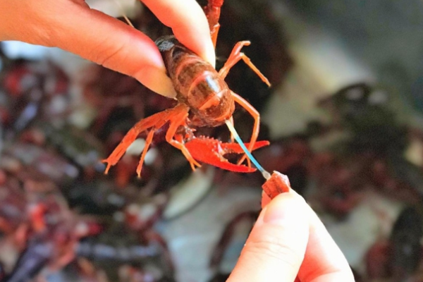 清蒸小龙虾的做法是怎样的