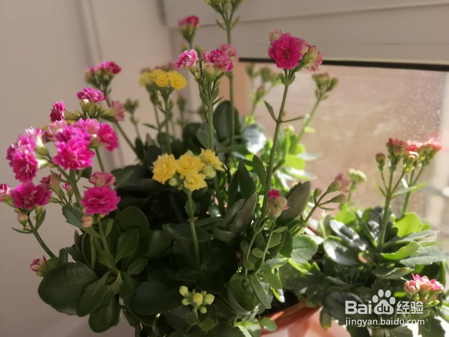 长寿花叶子发红怎么办