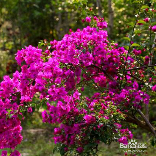 三角梅叶子一碰就掉的原因和解决方法