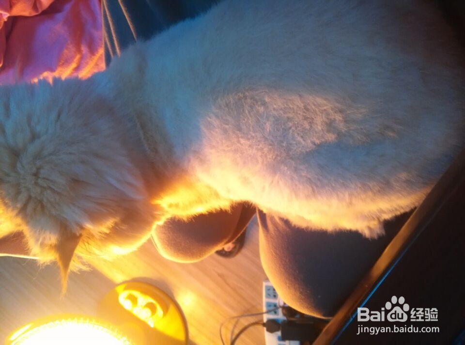 猫受惊咬人怎么办