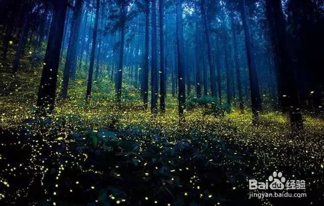 南京灵谷寺看萤火虫攻略
