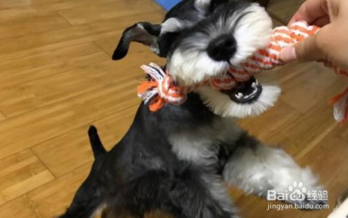 怎么知道雪纳瑞己认你为主人了 百度经验 怎么知道雪纳瑞己认你为主人了 百度经验