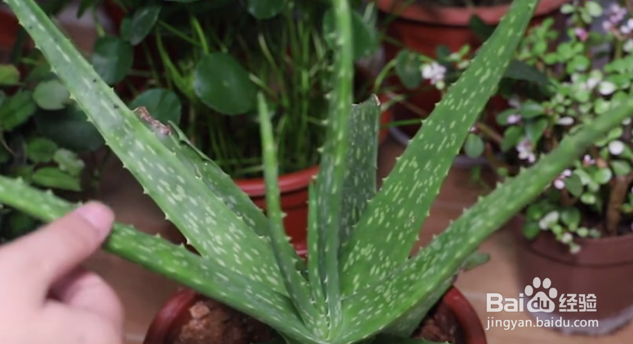 消灭痘痘的各种方法