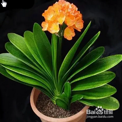 君子兰如何过夏天