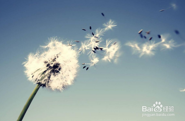 电脑怎么看动图?电脑看不了动图怎么办