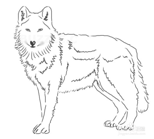 怎样画一只霸气的狼图片