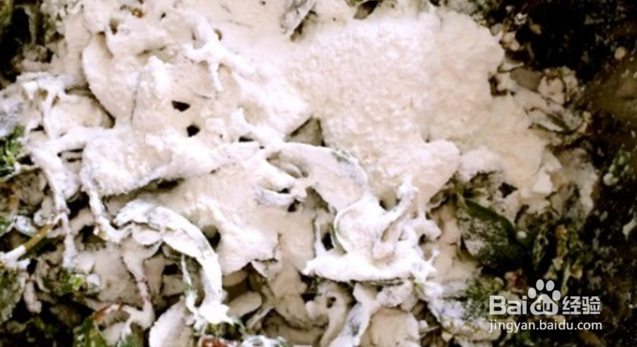 马齿苋素馅怎么做好吃