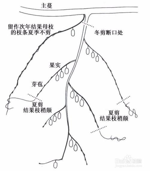 猕猴桃修剪怎么留枝条
