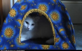 饲养萌萌哒的猫星人