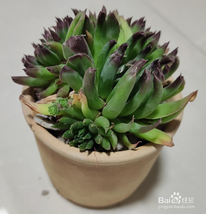 多肉控养需要注意的事项