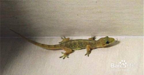 壁虎为什么能在墙上爬