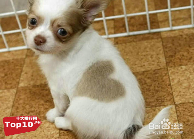 盘点十大奇葩有趣的心形物体