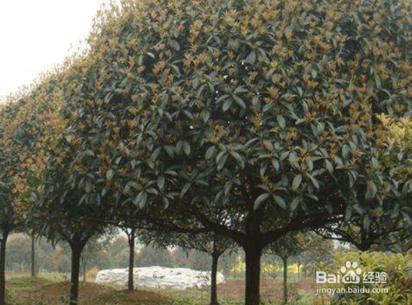 桂花树移栽的时间及品种和方法
