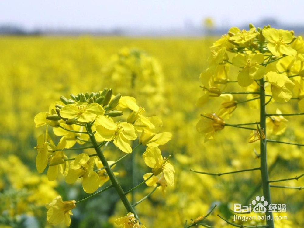这个季节可以看到什么花？