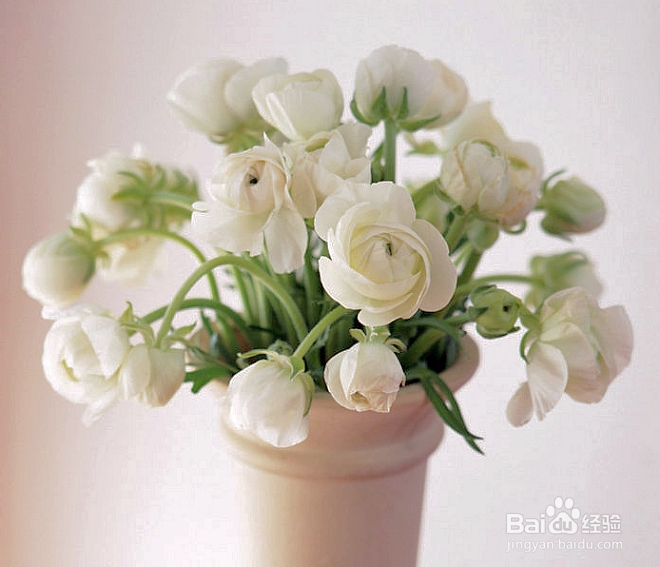 花毛茛 芹菜花 的家庭阳台盆栽方法 百度经验