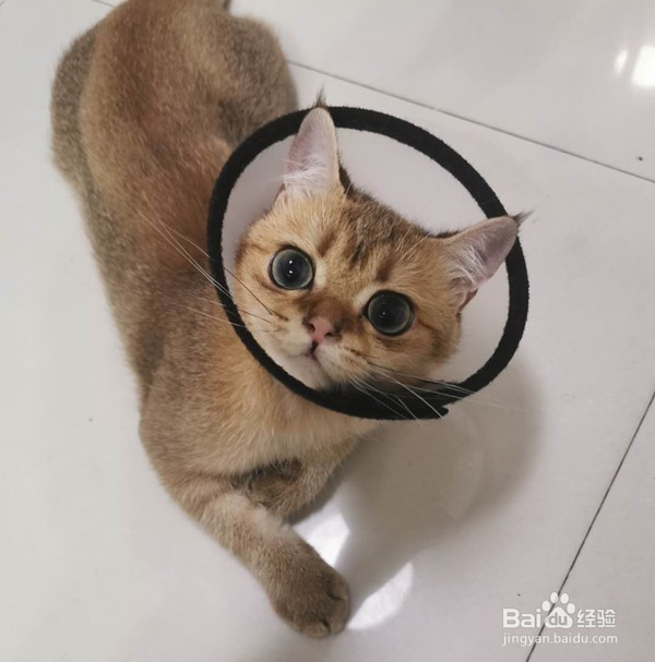 猫咪绝育后不吃不喝怎么办