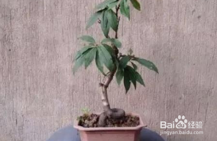 桃树树叶干枯,这种情况是怎么回事