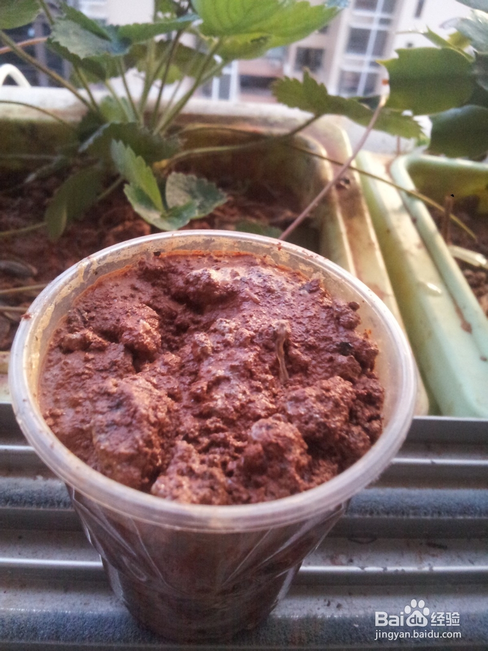 家庭阳台草莓繁殖方法妙招