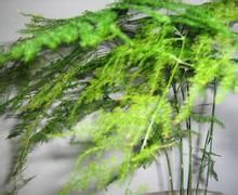 文竹叶片发黄的原因及解决方法