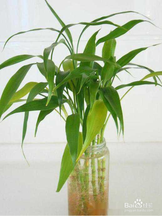 富贵竹冬天怎么养