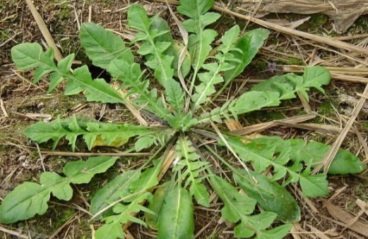 水萝卜棵野菜学名叫啥