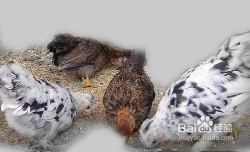 如何在饮食和生活习惯上预防禽流感