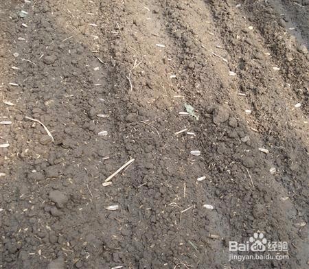 种向日葵要注意什么？