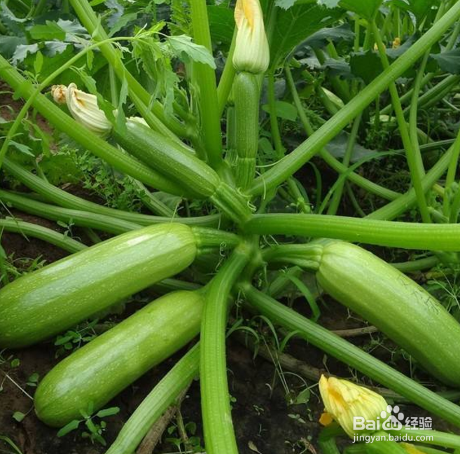 蔬菜种子怎么分类