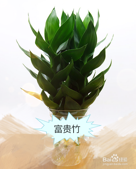 一般的家养绿化植物