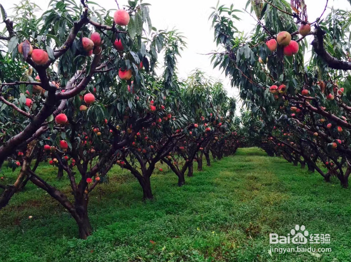 大桃园怎样防治桃蚜