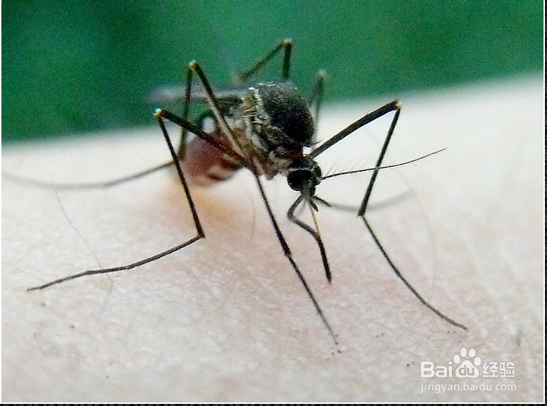 【大蒜妙用】如何用大蒜驱蚊？夏天如何驱蚊？