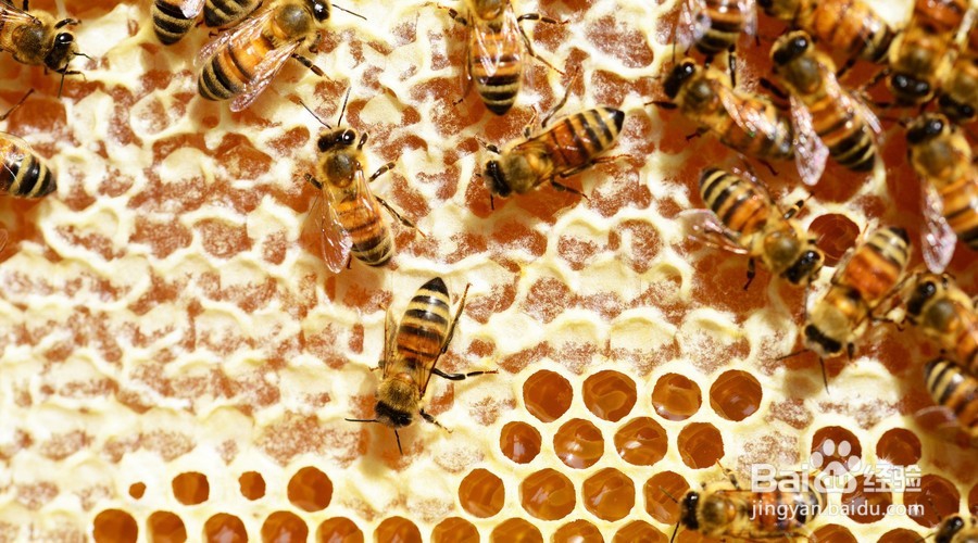 萝卜加蜂蜜=止咳