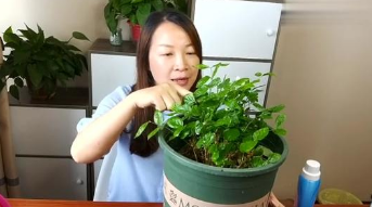 我知道茉莉怕冷，请问茉莉花冬天怎么养