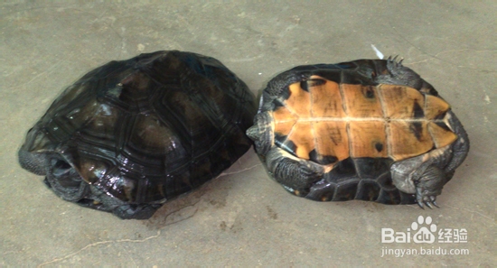 黑颈龟的简介，黑颈乌龟的养殖，广东草龟的繁殖