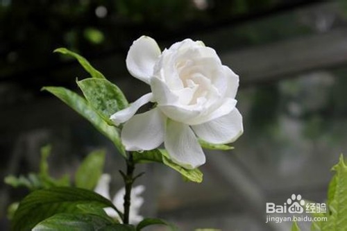 栀子花适合放在室内养吗