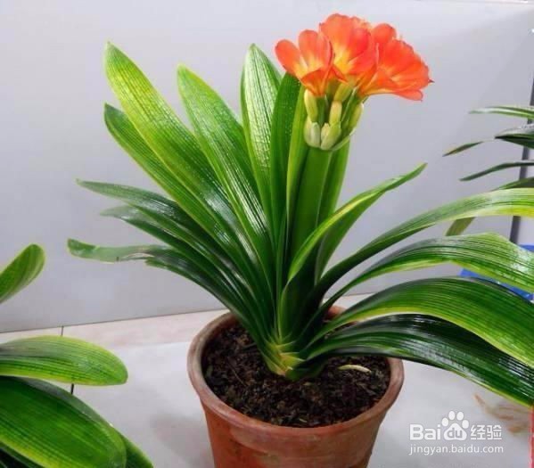 解决花卉烂根的问题——神奇地药片