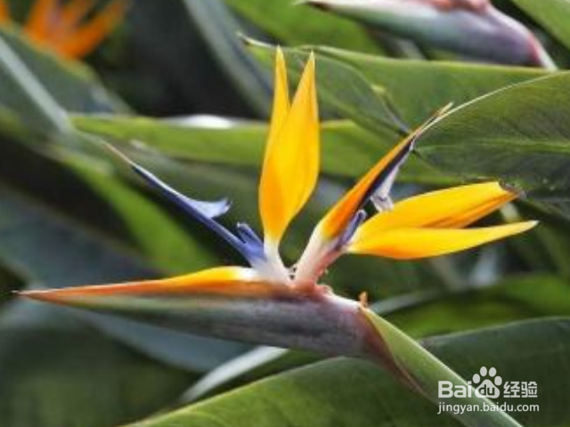 鹤望兰的养殖方法和注意事项有哪些？