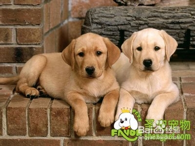 公狗和雌狗哪种比较容易饲养