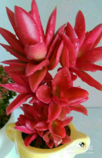 适合冬季养殖的多肉品种有哪些?