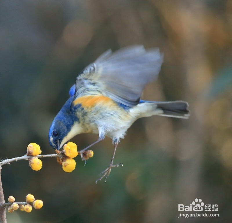 腊梅花鸡糕攻略