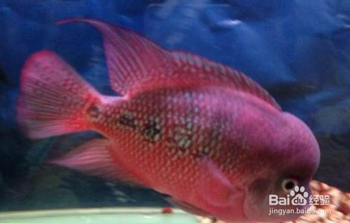 马罗汉鱼的饲养方法
