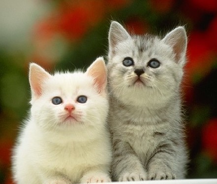 小猫的饮食禁忌