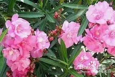 别什么花都往家摆，小心有毒！-[图]