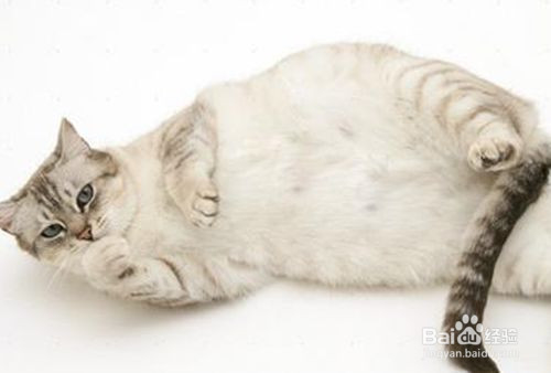 春季母猫发情怎么办