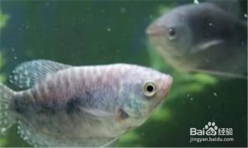 草缸蛋白虫怎么处理