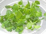 冰爽薄荷蜂蜜茶的做法