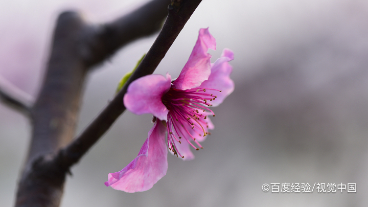 桃花是什么季节开的