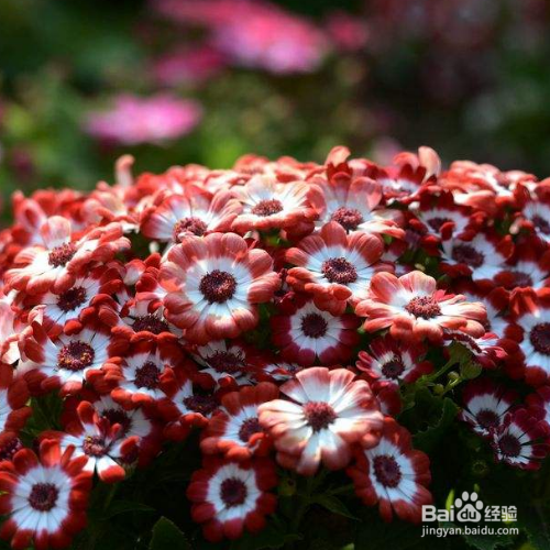 瓜叶菊最长时间可以养多久?