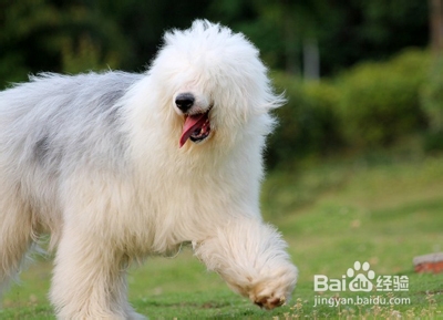 狗狗肢体动作含义